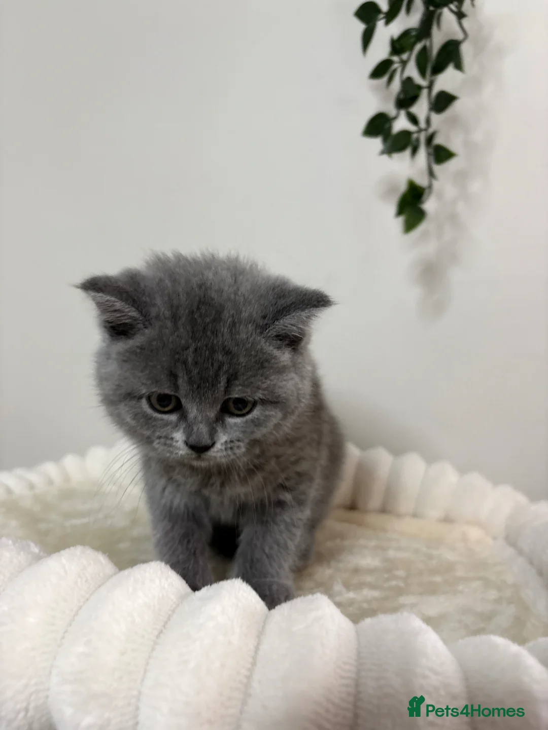 British Shorthair cats for sale: British Shorthair Kittens in Coventry - Advert 4