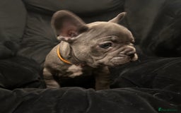 French Bulldog dogs for sale: Blue coat French bulldog pup ONE LEFT  - Image 11
