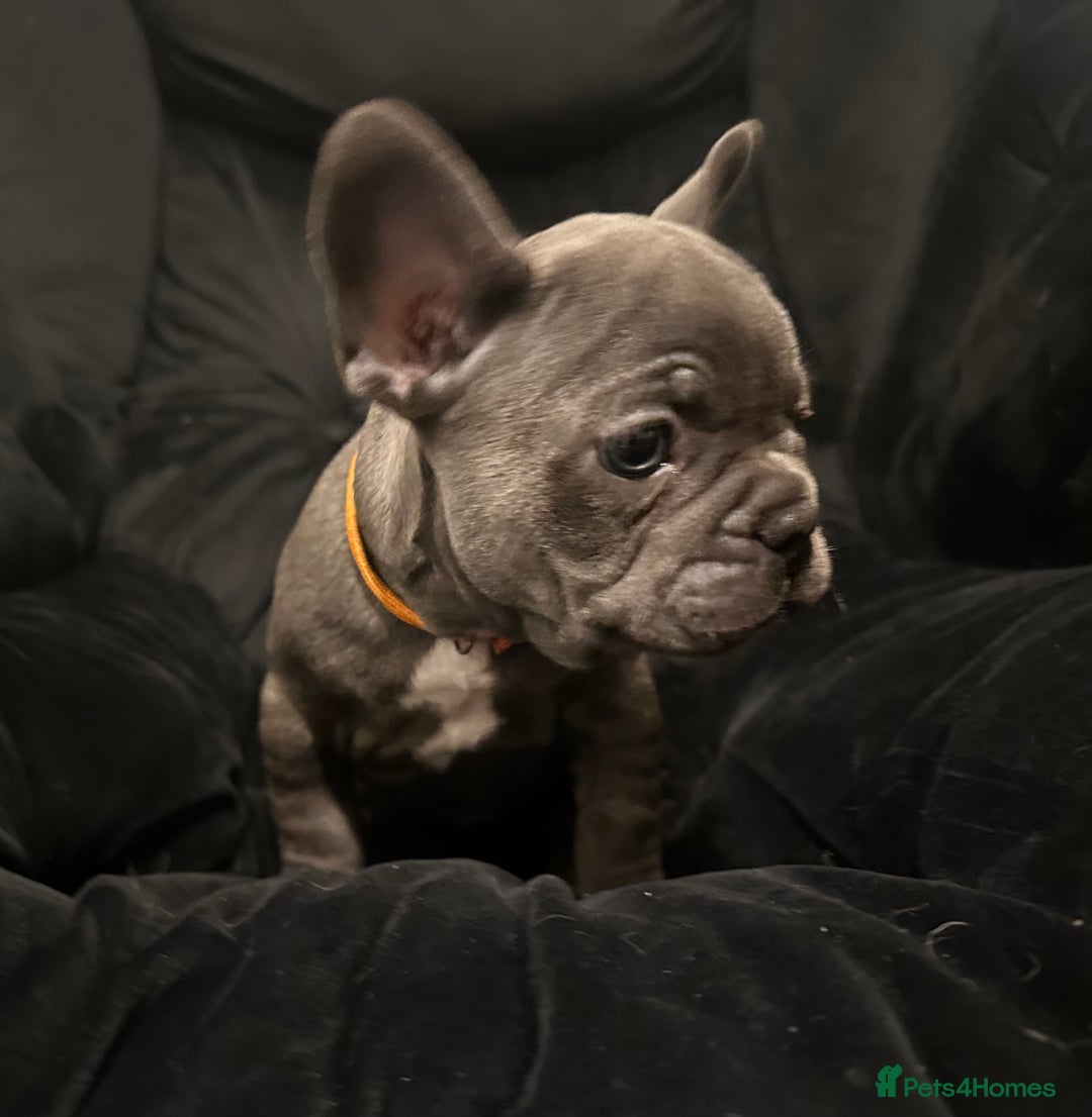French Bulldog dogs for sale: Blue coat French bulldog pup ONE LEFT  - Image 11