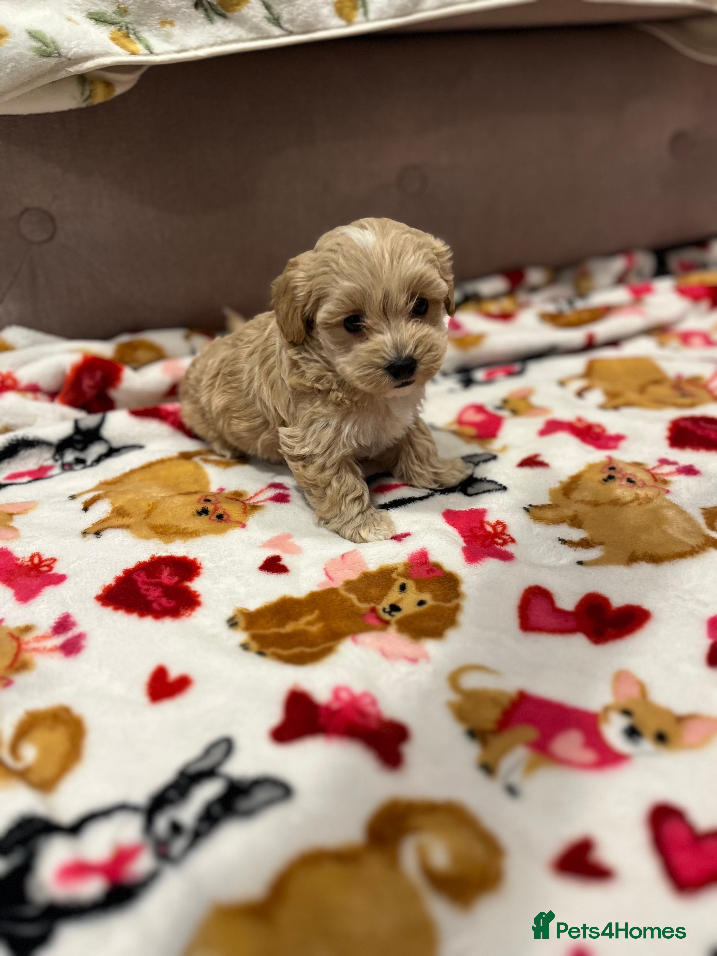 Maltipoo dogs Beautiful Quality Maltipoo Boy available  - Advert 6