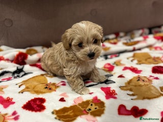 Maltipoo dogs Beautiful Quality Maltipoo Boy available - Advert 6