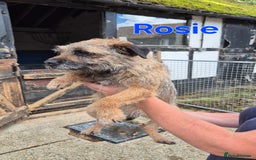 Border Terrier dogs for sale: Adult Female Border Terriers - Image 4