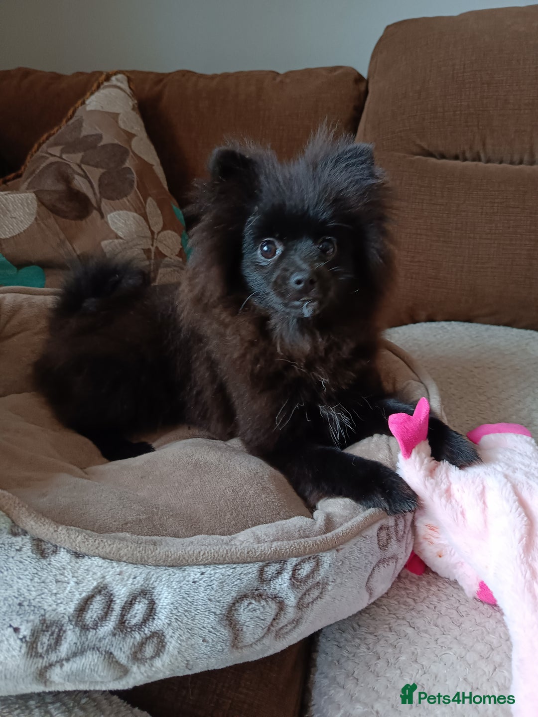 Pomeranian dogs for sale: Pom puppys with Kc reg , pedigree for sale - Image 4