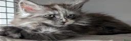 Maine Coon cats for sale: Stunning Tica pedigree kittens - Advert 8