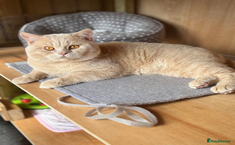 British Shorthair cats in Newport - Advert 17