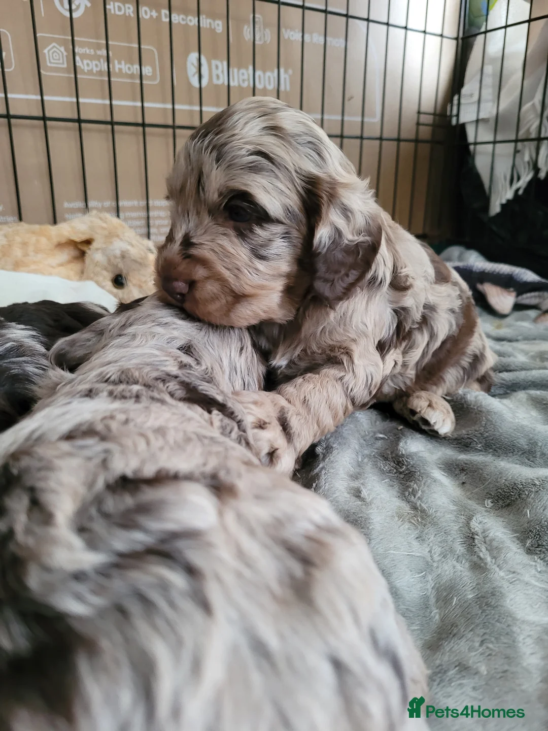 Miniature Poodle dogs for stud: Chocolate Merle Miniature Poodle for stud in Warrington - Advert 12
