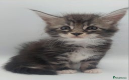 Maine Coon cats for sale: Full pedigree Maine coon  - Image 12