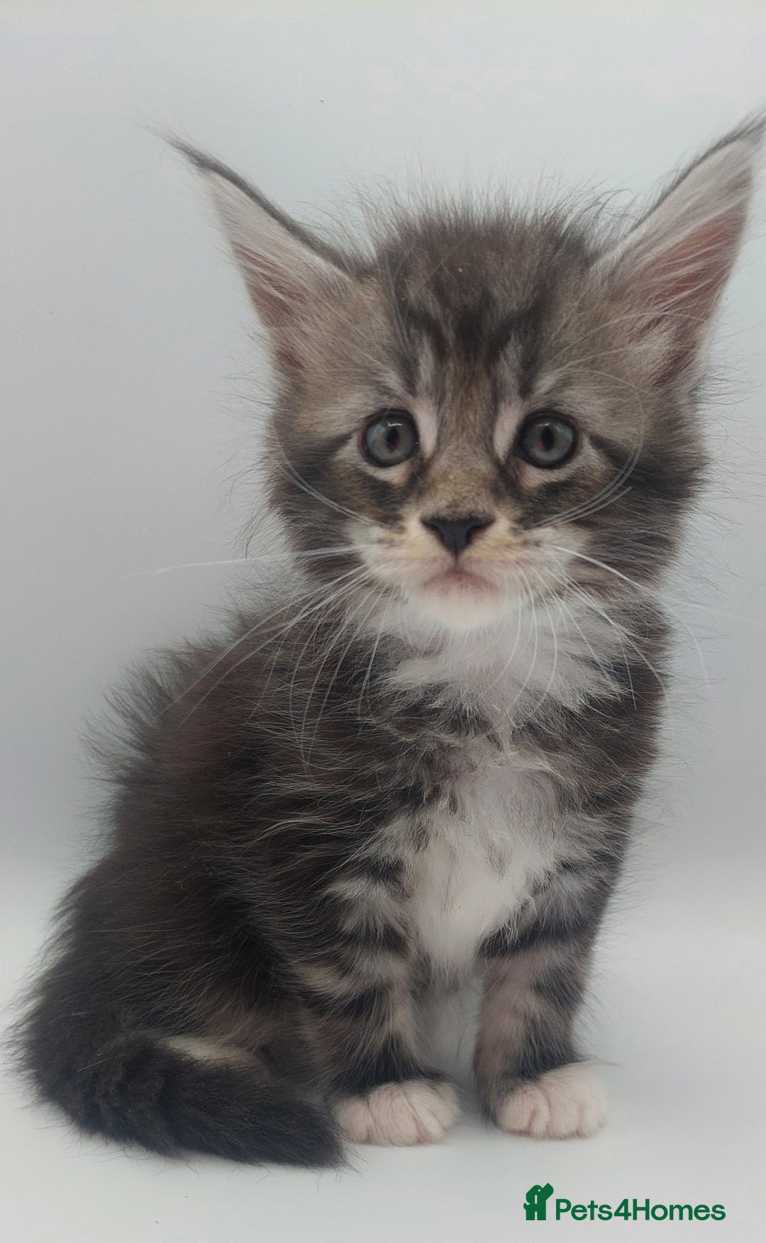 Maine Coon cats for sale: Full pedigree Maine coon  - Image 12
