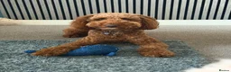 Goldendoodle dogs for stud: Available for stud  - Advert 7