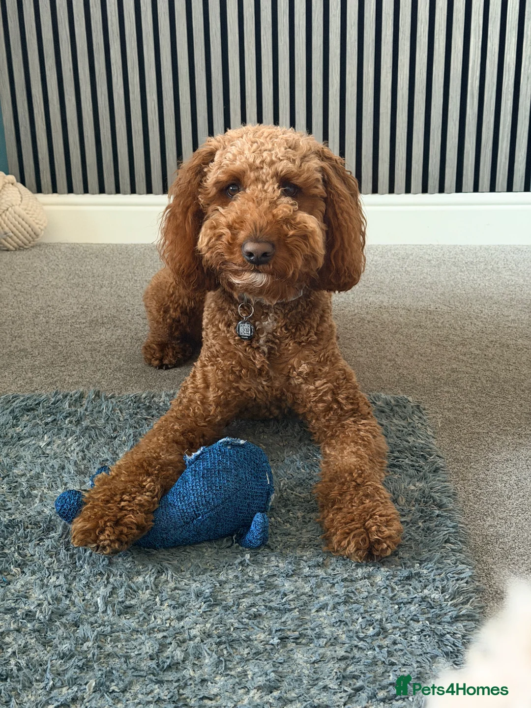 Goldendoodle dogs for stud: Available for stud  - Advert 7