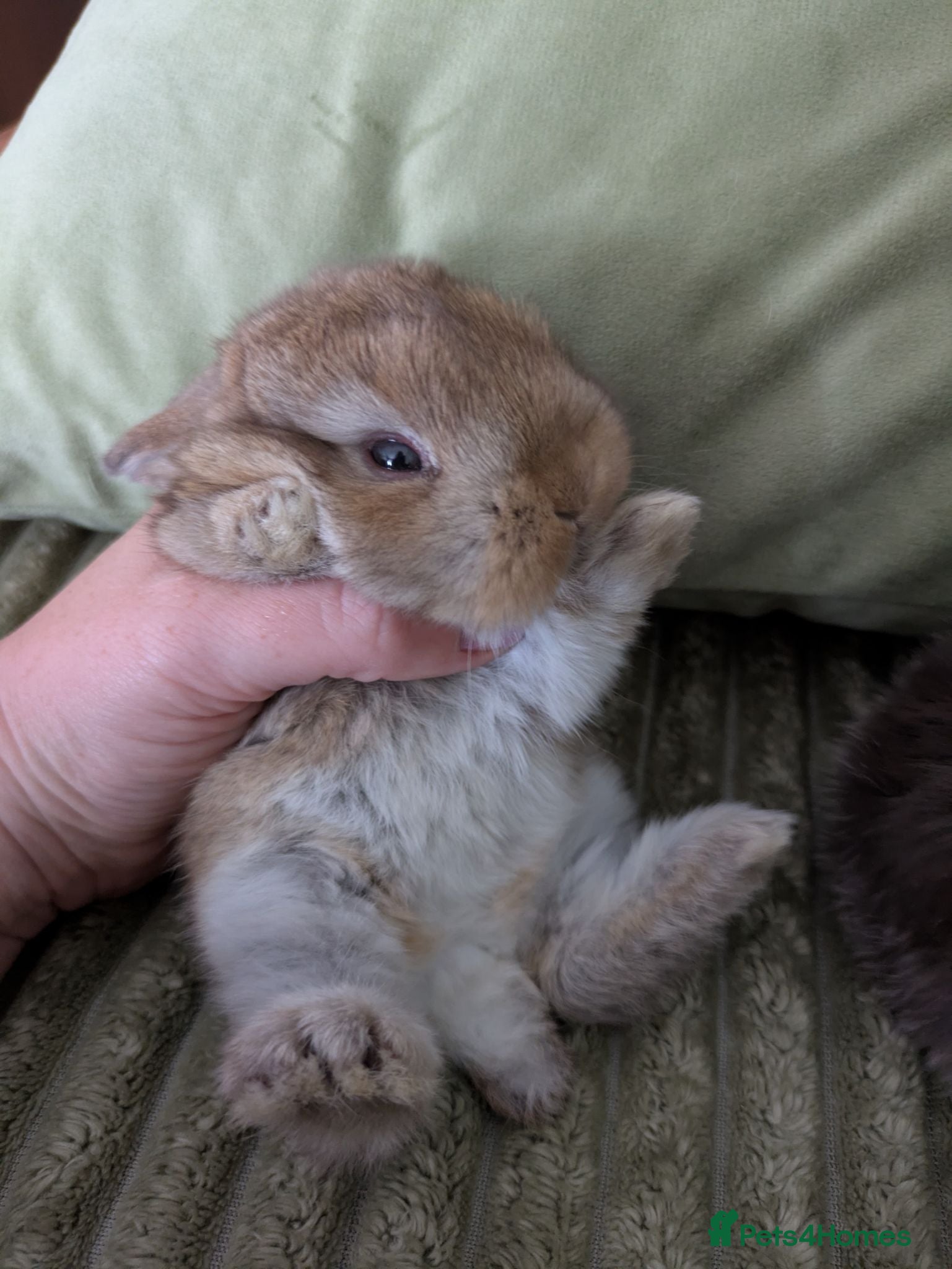 English Lop rabbits Mini lop cross holland lop rabbits - Advert 6
