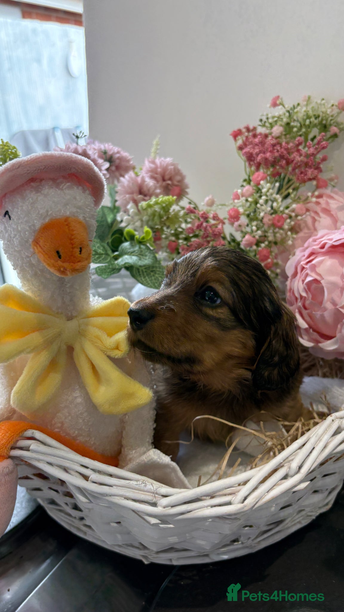 Miniature Dachshund dogs ♥️💙 LONG COAT DAXIS 💙♥️ - Advert 1