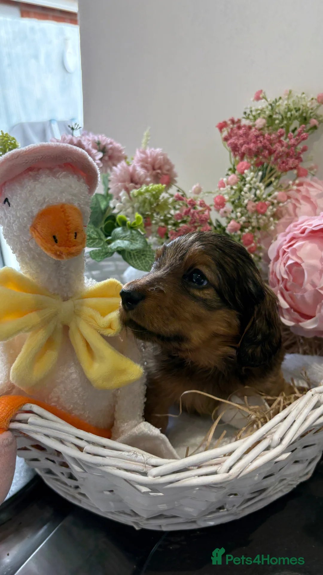 Miniature Dachshund dogs for sale: ♥️💙 LONG COAT DAXIS 💙♥️ in Chester - Advert 1