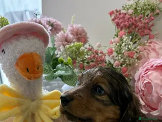 Miniature Dachshund dogs ♥️💙 LONG COAT DAXIS 💙♥️ - Advert 1