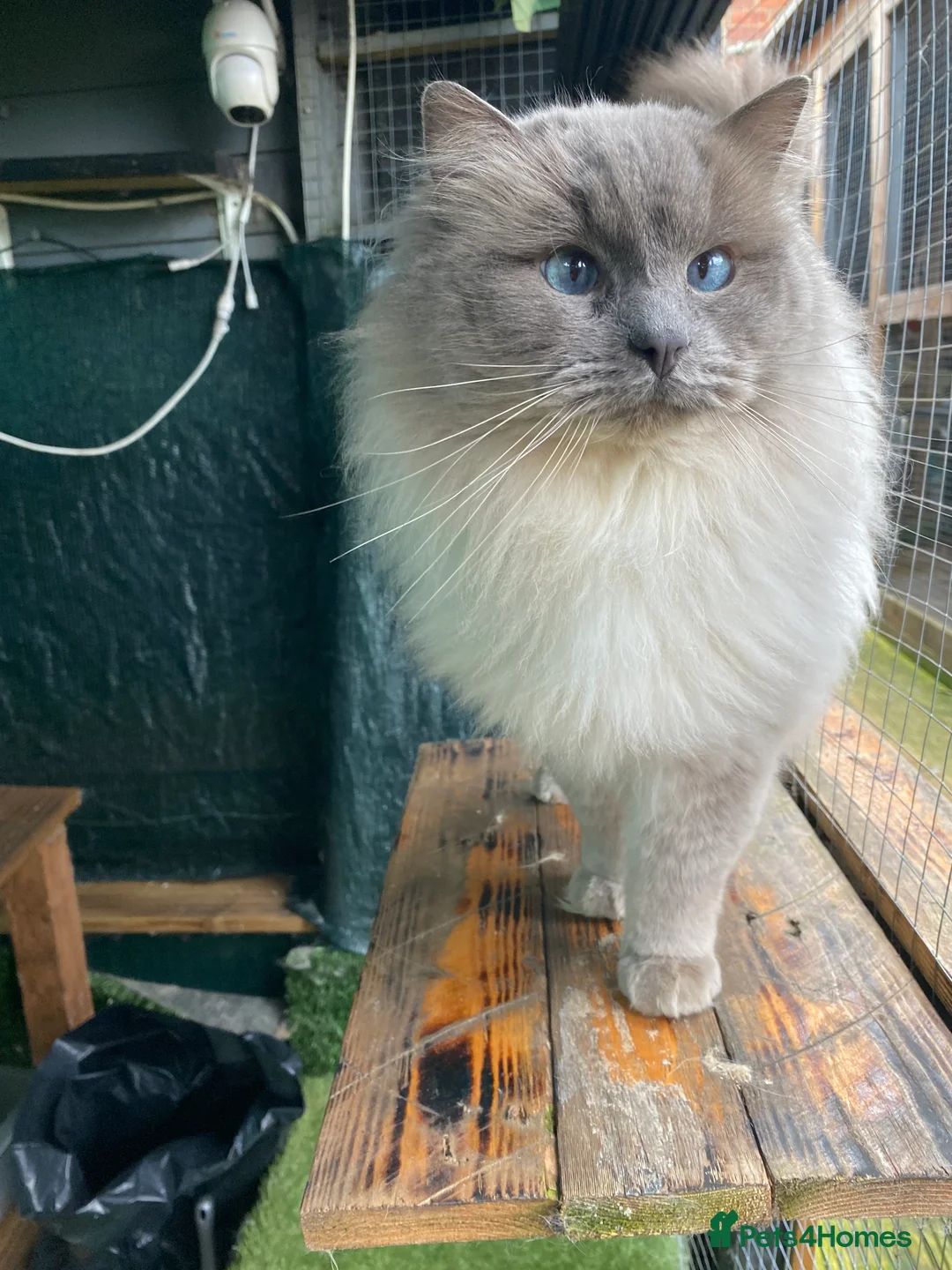 Ragdoll cats for stud: Stud Gccf Active duel Tica blue point  in Grantham - Advert 21