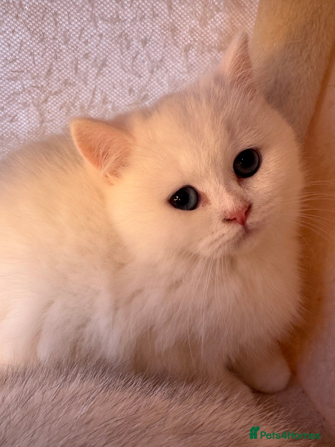 British Shorthair cats for sale: Adorable Pure White British Short Hair Kittens! - Advert 8
