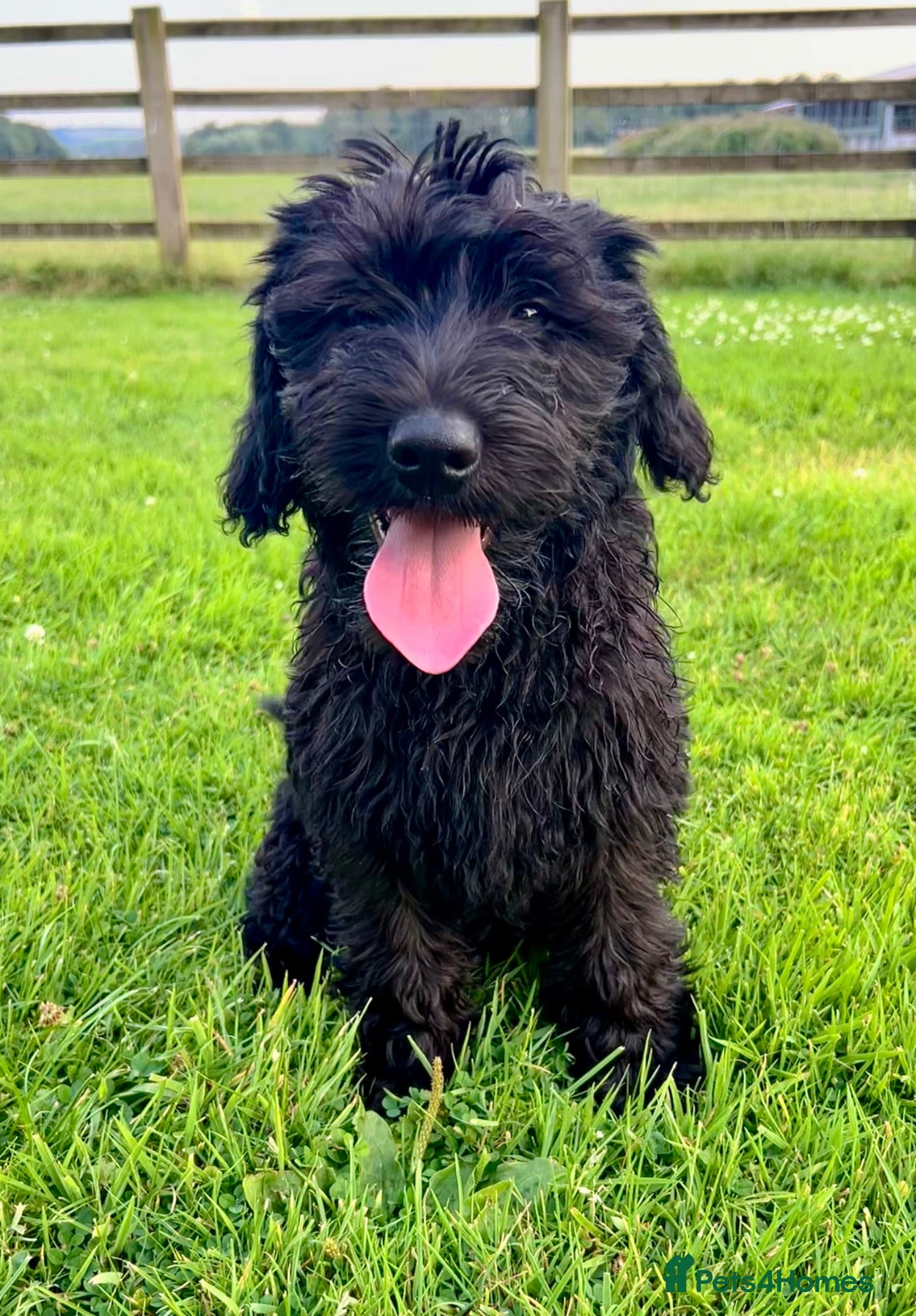 Labradoodle dogs Miniature Labradoodle Puppies *ready now* - Advert 1