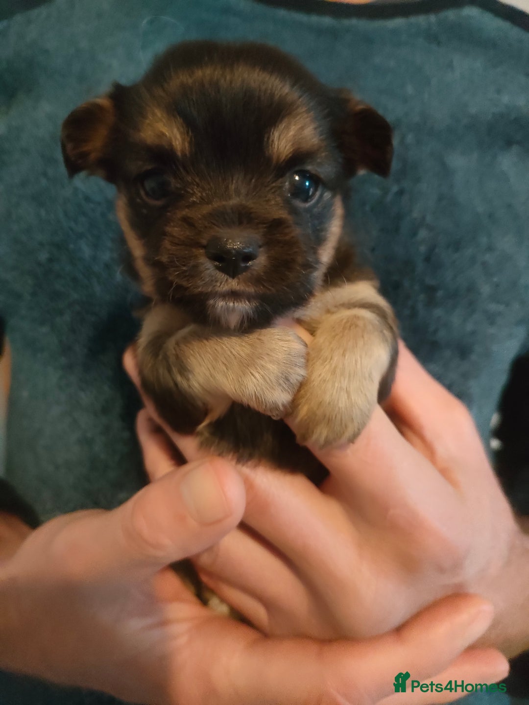 Chihuahua dogs for sale: Chihuahua puppies for sale - Advert 7