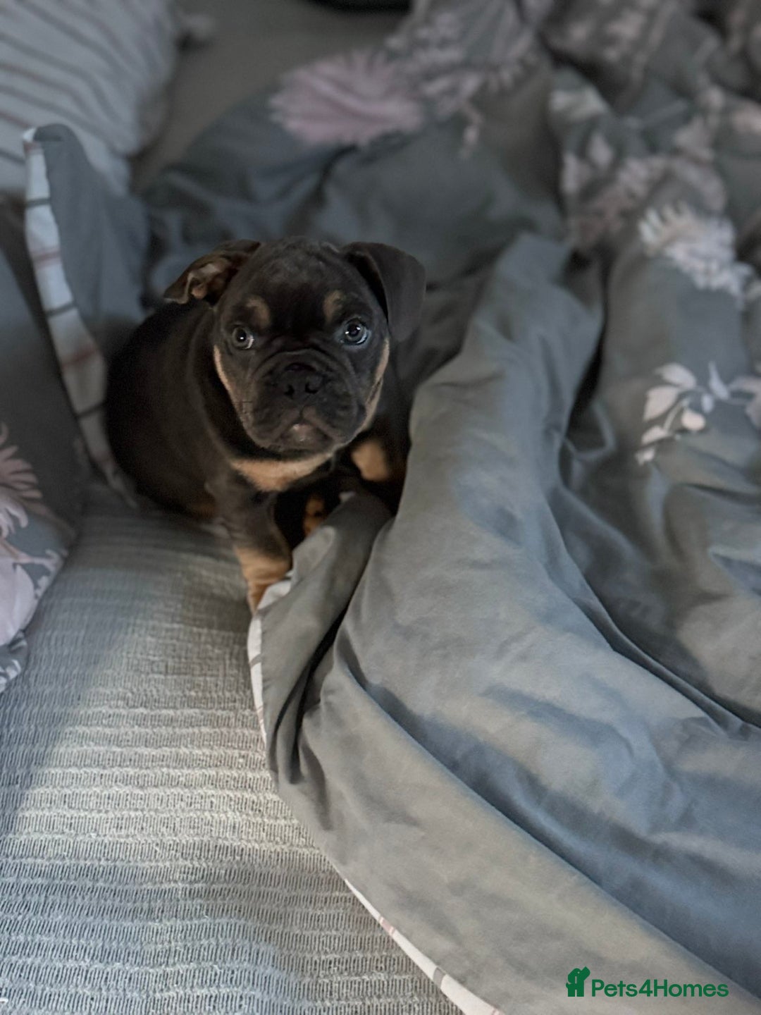 Mixed Breed dogs for sale: Beautiful Tan and Blue Frenchie x English Bulldog - Advert 1