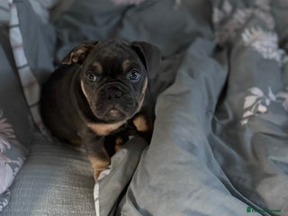 Mixed Breed dogs Beautiful Tan and Blue Frenchie x English Bulldog - Advert 2