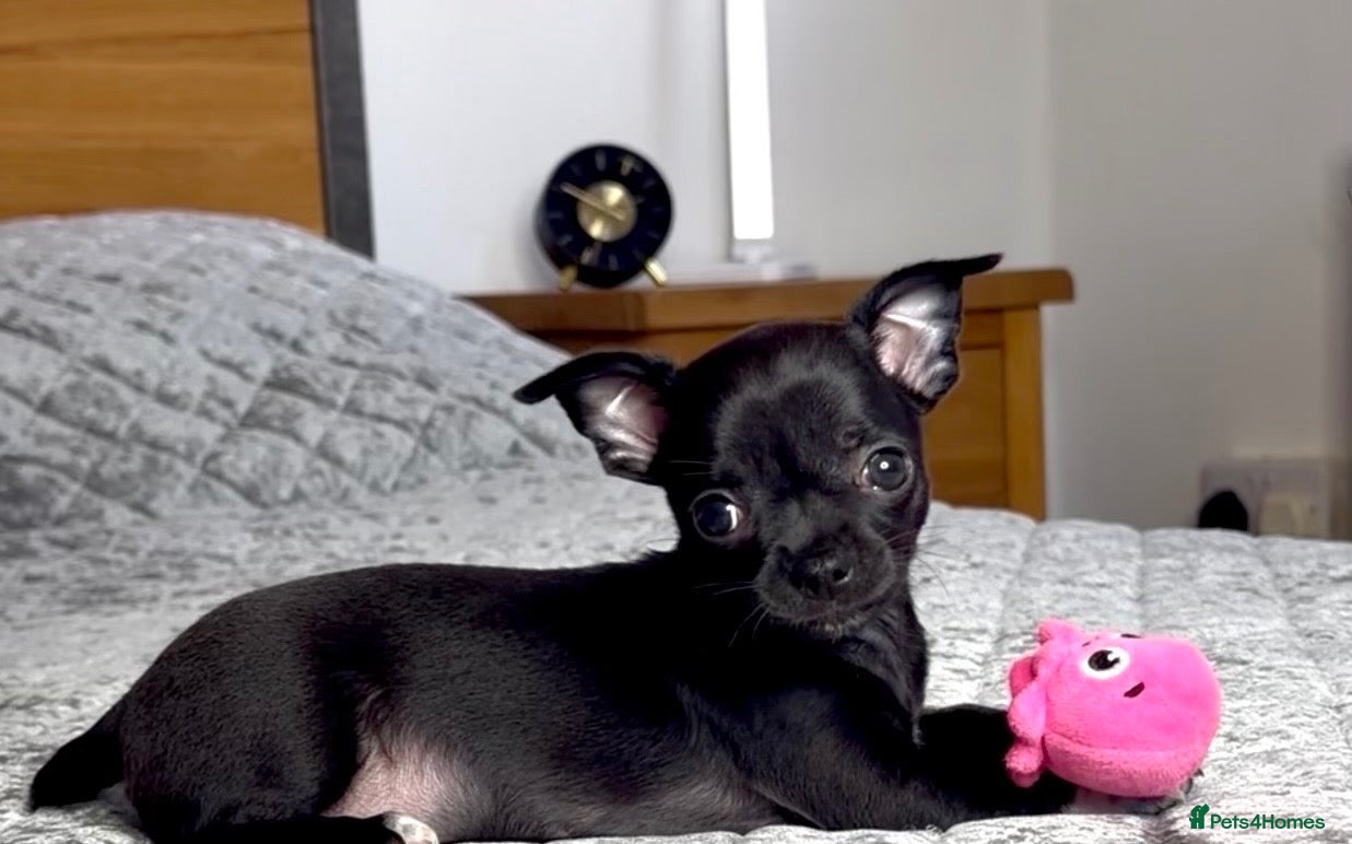 Chihuahua dogs for sale: Beautiful Black Chihuahua Girl Central London - Advert 12