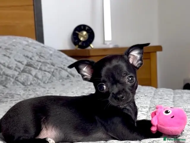 Chihuahua dogs for sale: Beautiful Black Chihuahua Girl Central London - Advert 12