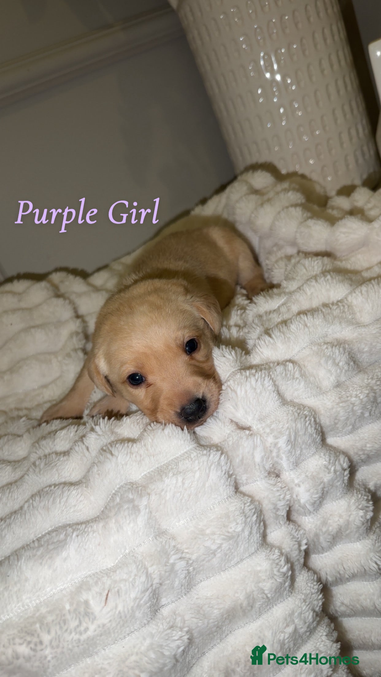 Labrador Retriever dogs 🐾 Exceptional KC Reg Labrador Puppies 🐾 - Advert 18