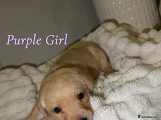 Labrador Retriever dogs 🐾 Exceptional KC Reg Labrador Puppies 🐾 - Advert 18