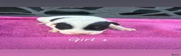 Jack Russell dogs for sale: Parson jack russles 5 boys 2 girls  - Advert 3
