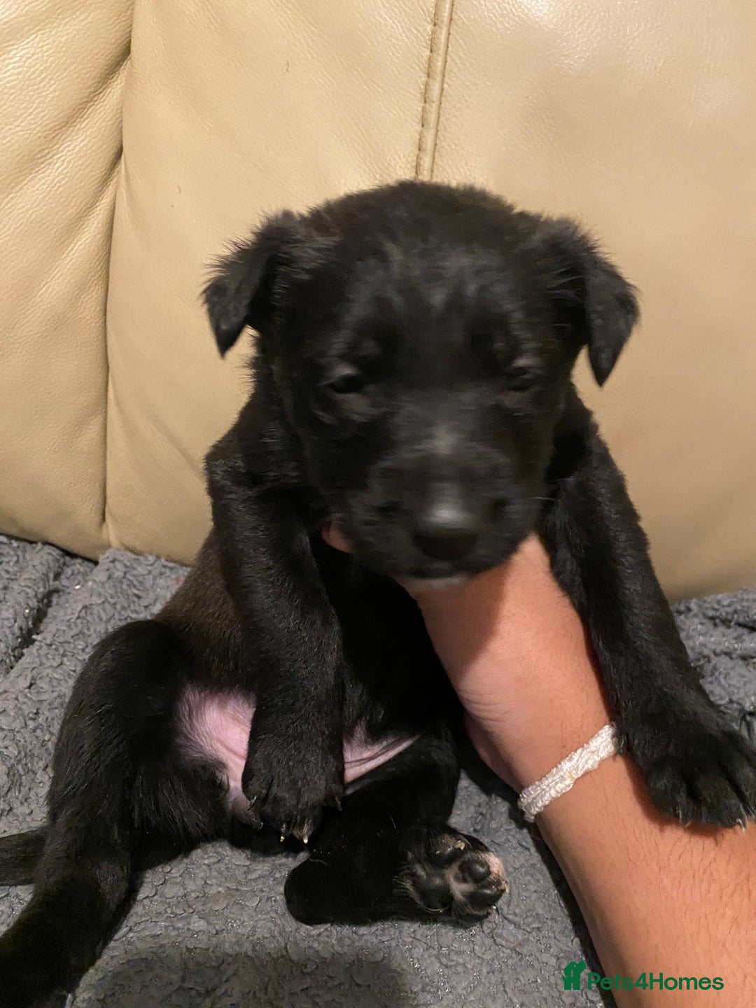 Belgian Shepherd Dog dogs for sale: Belgian Malinois puppies - Advert 13