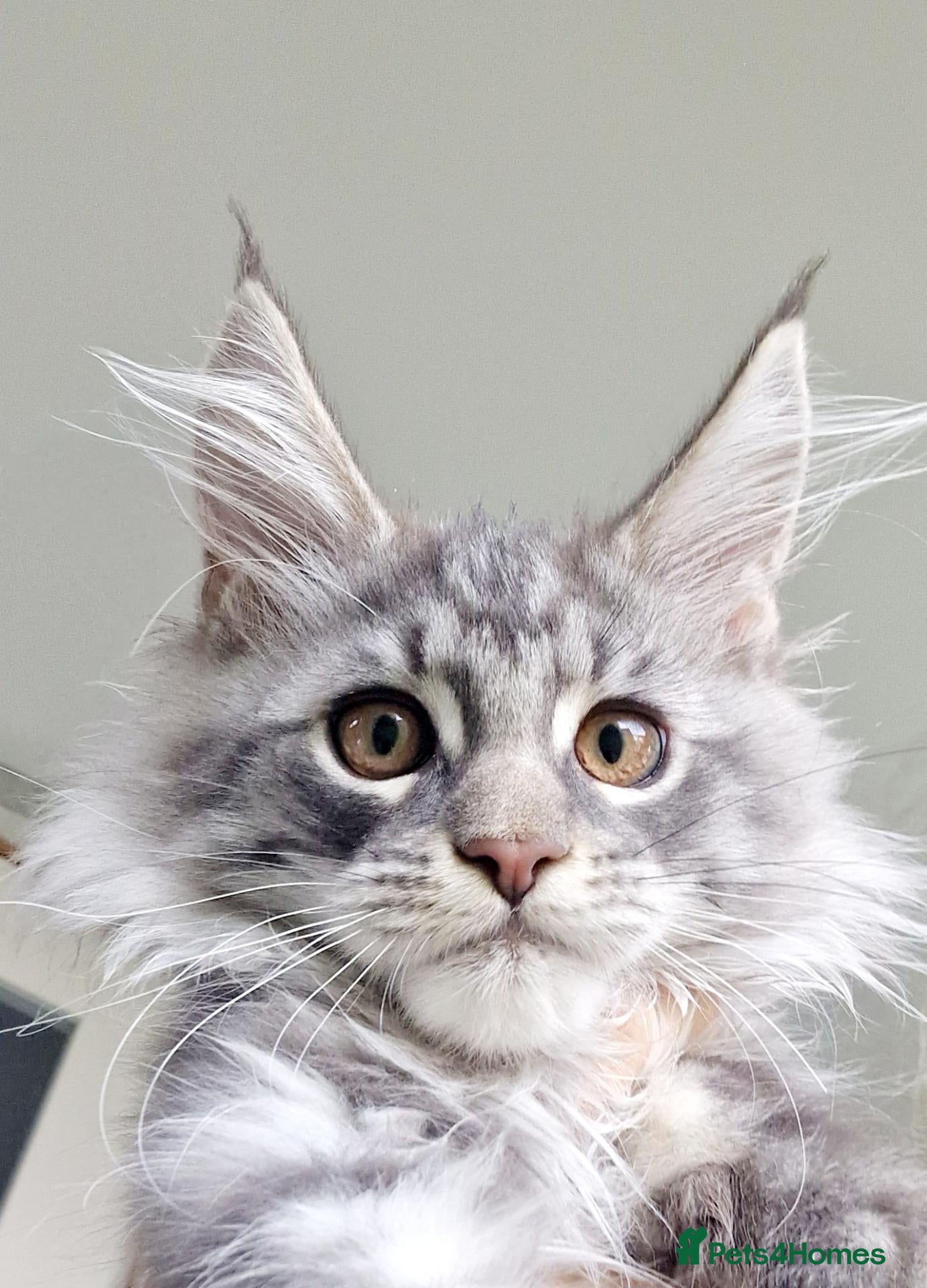 Maine Coon cats Maine coon  - Advert 1