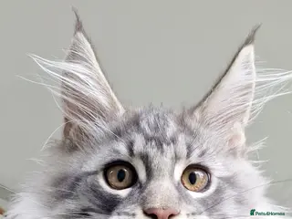 Maine Coon cats Maine coon - Advert 1