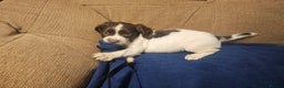 English Springer Spaniel dogs for sale: Working Springer Spaniel Pups L/w - Advert 7
