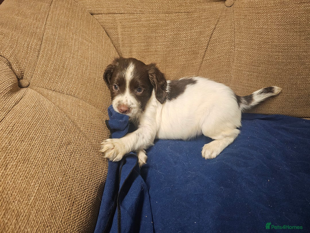 English Springer Spaniel dogs for sale: Working Springer Spaniel Pups L/w - Advert 7