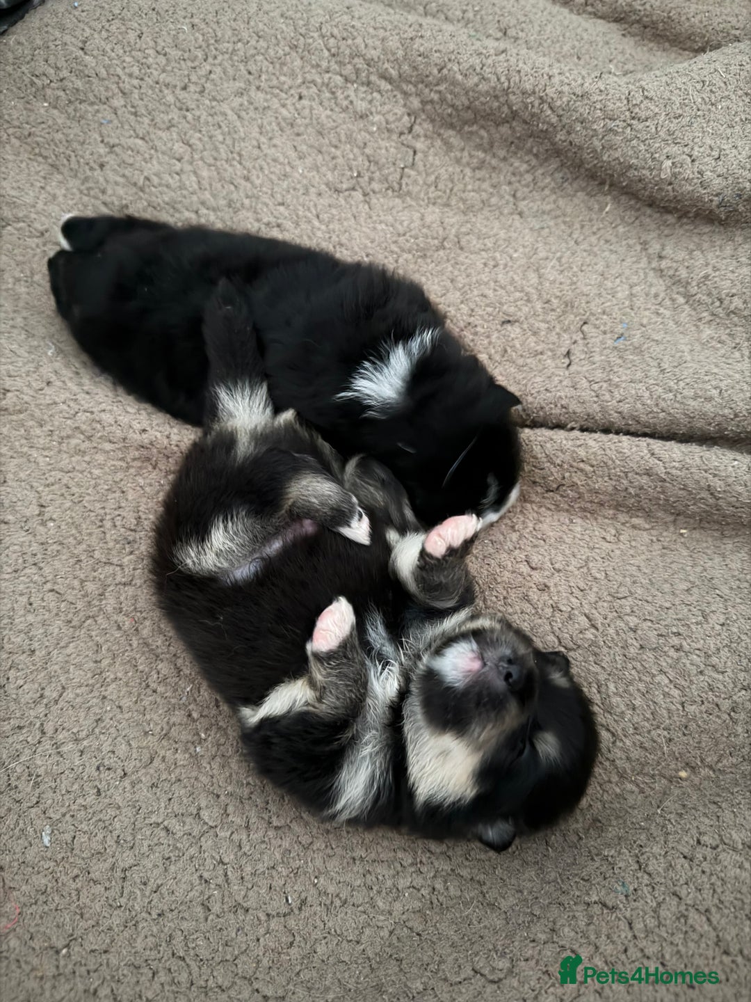 Pomeranian dogs for sale: EXTRA SMALL POMERANIAN PUPPIES  - Advert 29