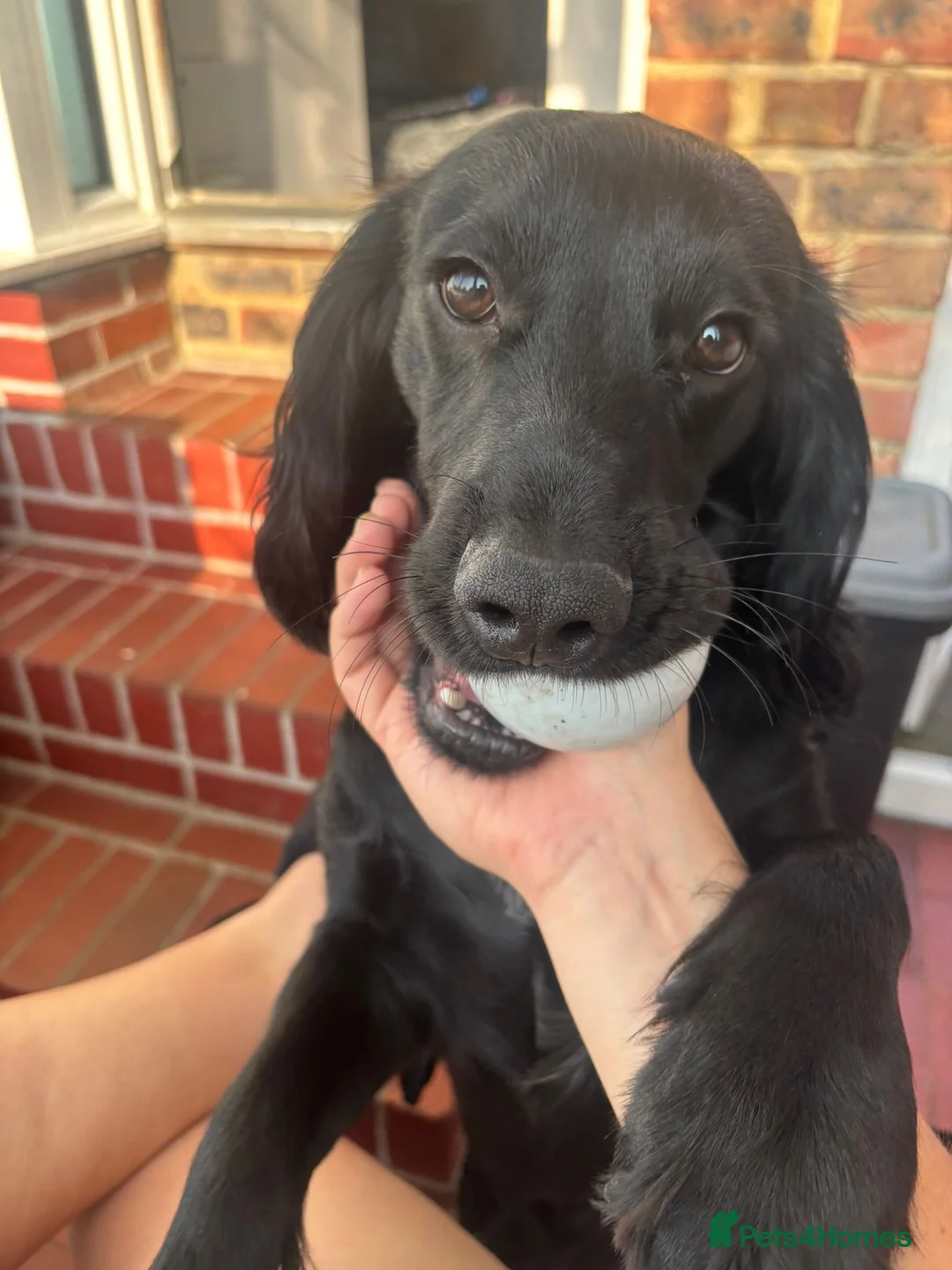 Cocker Spaniel dogs for sale: Spaniel for rehoming in Dorchester - Advert 1