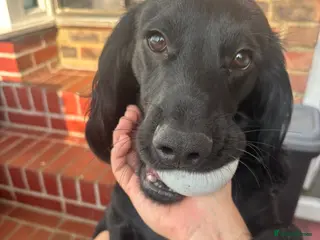 Cocker Spaniel dogs Spaniel for rehoming in Dorchester - Advert 13