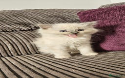 Ragdoll cats for sale: Stunning Ragdoll kittens looking for new homes - Image 18