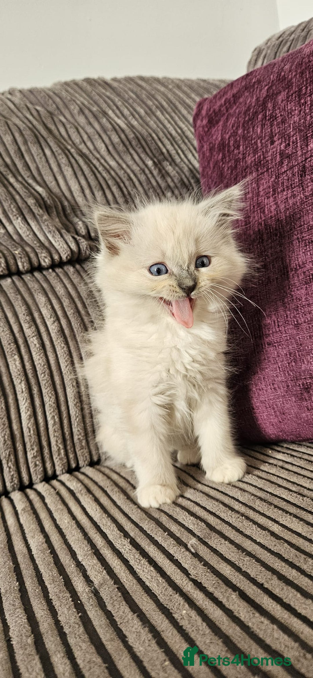 Ragdoll cats for sale: Stunning Ragdoll kittens looking for new homes - Image 18