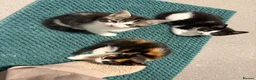 Mixed Breed cats for sale: Kittens in Spalding - Advert 2
