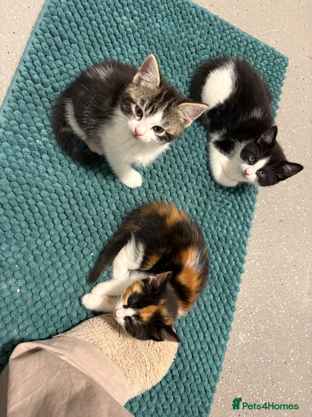 Mixed Breed cats for sale: Kittens in Spalding - Advert 2