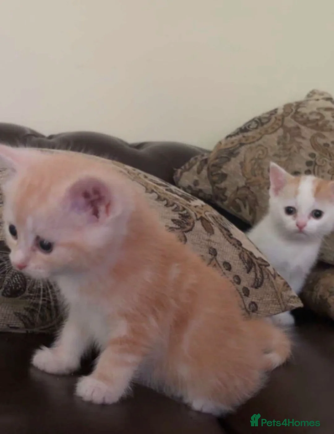 Mixed Breed cats for sale: Beautiful ginger and white kitten for sale in Bradford - Advert 5