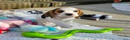 Beagle dogs for sale: Stunning Litter of KC Registered Beagle Pups  in Thirsk - Advert 28