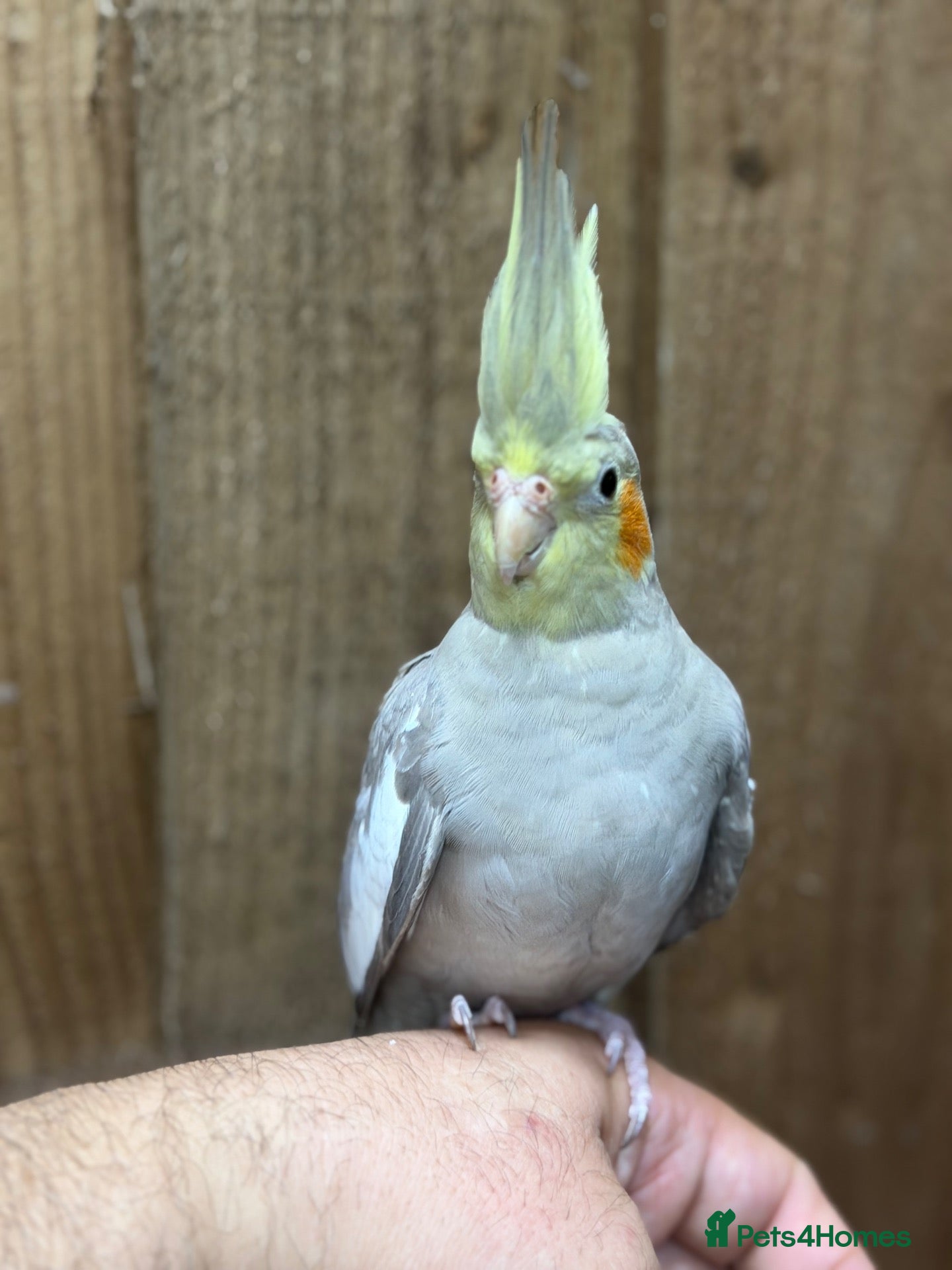 Cockatiels birds Cocktails parakeet  - Advert 8