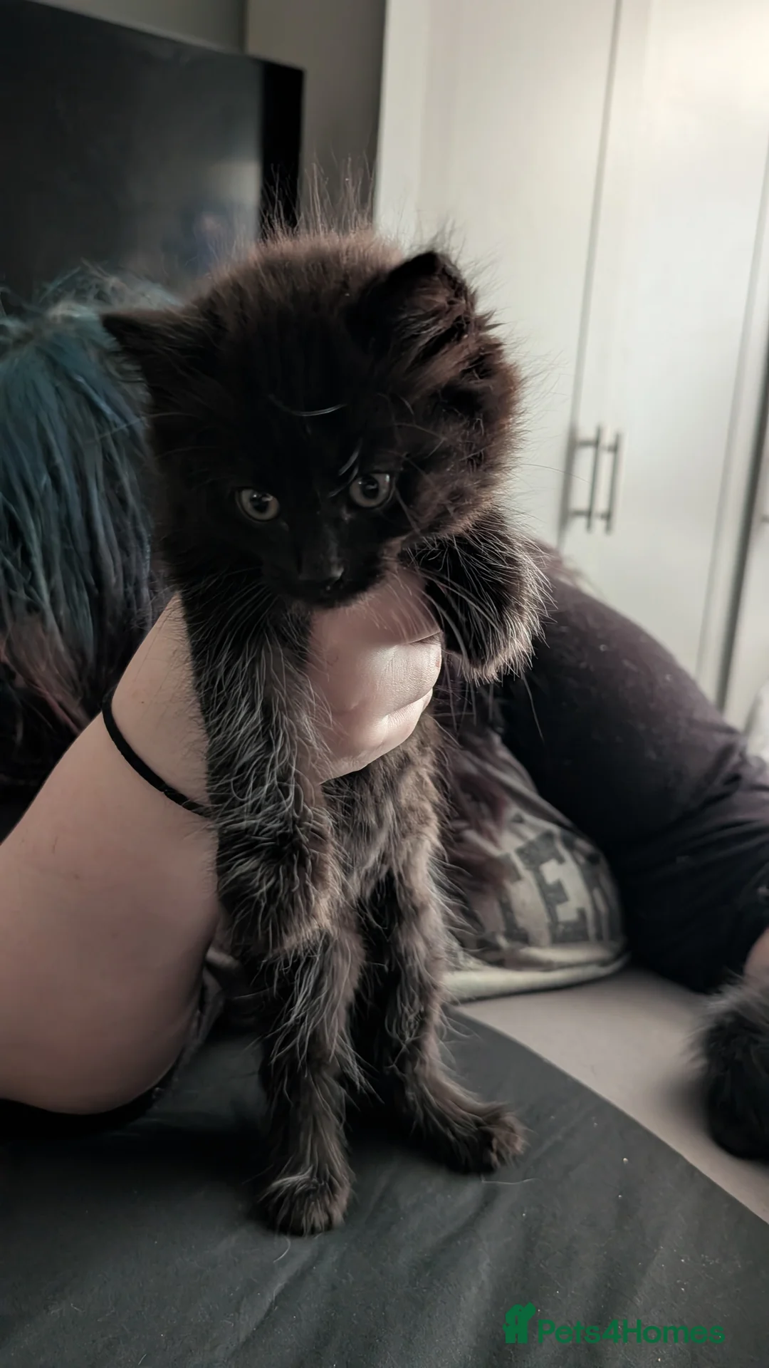 Mixed Breed cats for sale: Need gone asap  - Advert 3