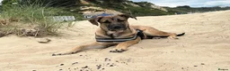 Mixed Breed dogs for sale: Marley- cane corso x German shepherd in Swindon - Advert 5