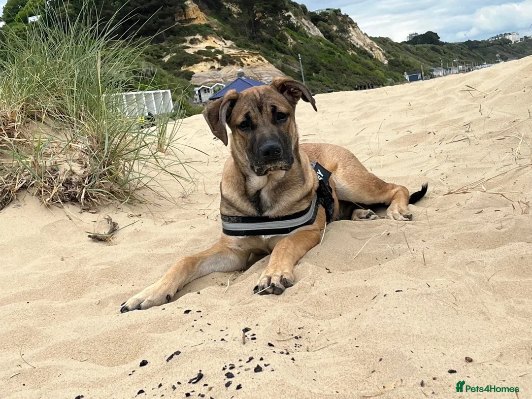 Mixed Breed dogs for sale: Marley- cane corso x German shepherd in Swindon - Advert 5
