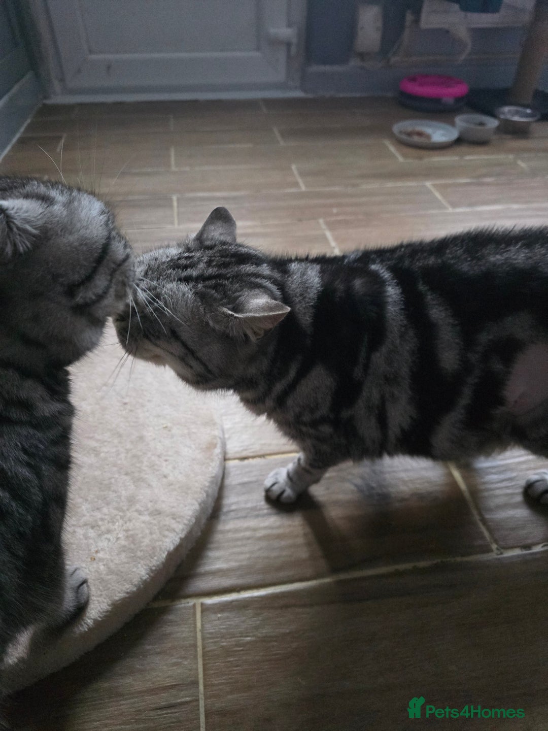 British Shorthair cats for sale: Beautiful bsh silver tabby  - Advert 6