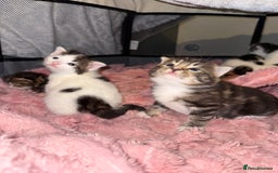 Mixed Breed cats for sale: Tabby and white kittens  - Image 8