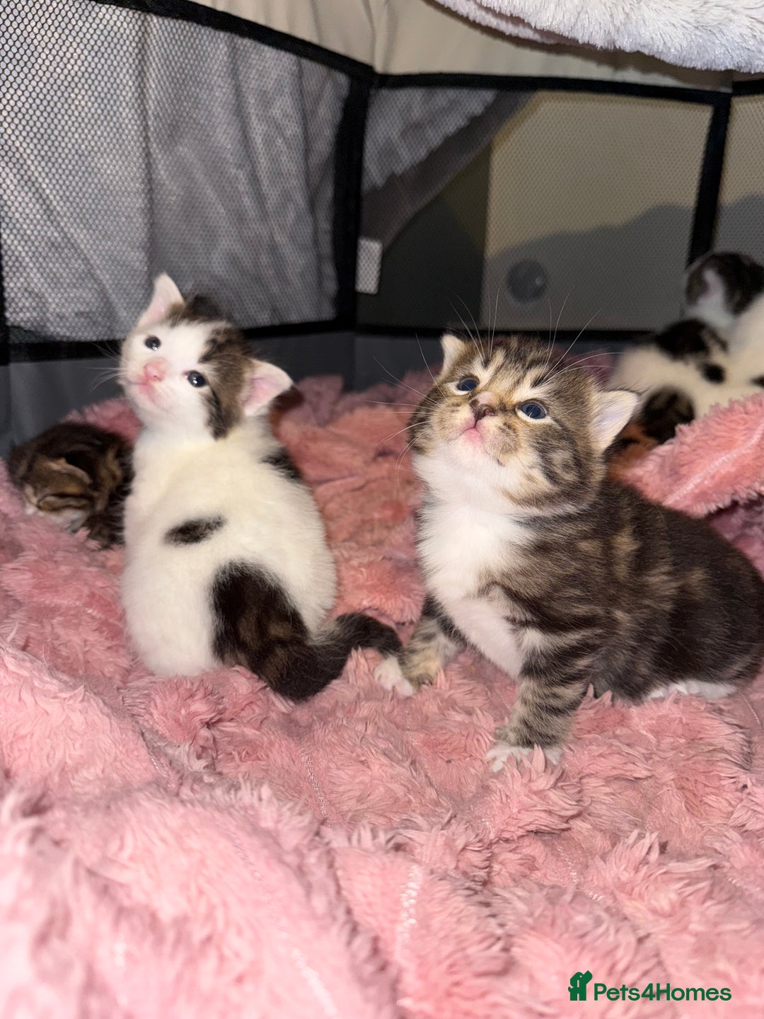Mixed Breed cats for sale: Tabby and white kittens  - Image 8